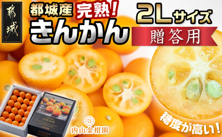 【先行受付！】【2月～3月お届け】都城産完熟きんかん 贈答用(2Lサイズ)_12-B502_(都城市) 都城産 完熟きんかん きんかん 2Lサイズ 48粒 糖度16度以上 柑橘類 ギフト 贈答用