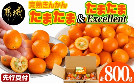 先行受付!》 完熟きんかん「たまたまL」&「たまたまExcellent」 計800g