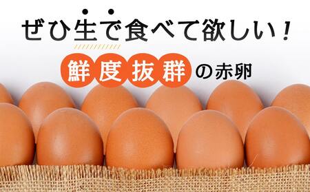 星空が綺麗な町より～「めぐみのたまご」 (MSサイズ)10kg_17-6801_(都