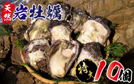C608 延岡産天然岩牡蠣(生食用)特大サイズ10個(2020年4月から発送開始)