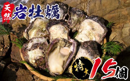 E006 延岡産天然岩牡蠣(生食用)特大サイズ15個(2020年4月から発送開始)