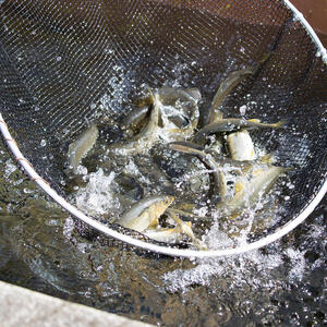 【先行予約】2026年7月上旬より発送開始　若鮎(生鮎)1㎏【冷蔵】 N070-YA3369_1