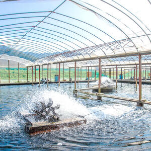 【先行予約】2026年7月上旬より発送開始　若鮎(生鮎)1㎏【冷蔵】 N070-YA3369_1