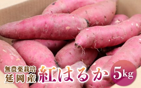 【先行予約】延岡産無農薬栽培さつまいも「紅はるか」5kg(2021年9月発送開始)(A011)