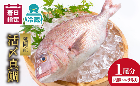 【冷蔵】延岡産活〆鮮魚職人技の脱血鮮魚真鯛１尾分（内臓エラ取り）【最短10日後以降発送可】真鯛 魚介 チルド冷蔵 旬 国産 宮崎県延岡市 送料無料 請関水産 N019-YA758