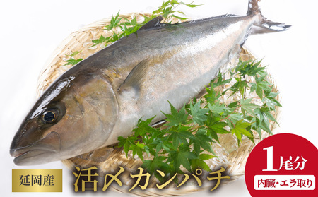 延岡産活〆鮮魚　職人技の脱血鮮魚　カンパチ　N019-ZD0118
