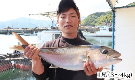 B505 延岡産 五ヶ瀬ぶどう桜舞カンパチ 宮崎県延岡市 ふるさと納税サイト ふるなび B505 延岡産 五ヶ瀬ぶどう桜舞カンパチ 宮崎県延岡市 ふるさと納税サイト ふるなび