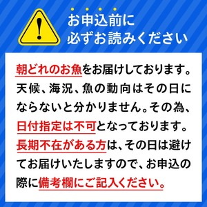 大和海商の朝どれ鮮魚直送便2.5kg N072-YA3340