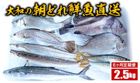 F010 【6ヶ月定期便】大和海商の朝どれ鮮魚直送定期便 2.5kg