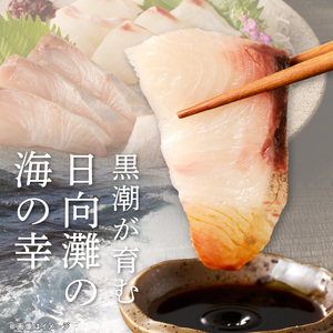 【単月お届け】大和の高級お刺身4人前 N072-YA189_1