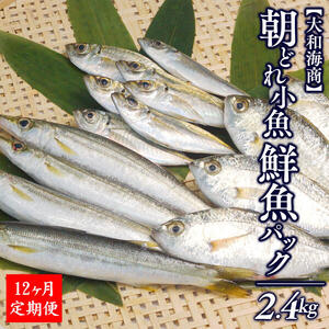 【12ヶ月定期便】大和海商の朝どれ鮮魚小魚パック2.4kg N072-YG0180