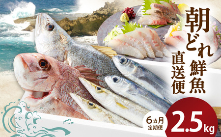 【6ヶ月定期便】大和海商の朝どれ鮮魚直送定期便2.5kg×６回 N072-YZE075