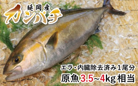 B201 カンパチ