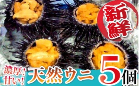 日豊海岸どれ 延岡産 天然ウニ(5個) B206