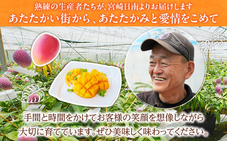 数量限定 日南市産 完熟 マンゴー 2L以上×9玉 フルーツ 果物 人気 国産 完熟マンゴー 食品 デザート 産地直送 送料無料_HH1-23