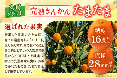 先行予約 数量限定 完熟きんかん たまたま 計2kg以上 (1kg×2箱) フルーツ 果物 くだもの 柑橘 金柑 国産 食品 期間限定 大粒 宮崎ブランド 希少 おすすめ デザート おやつ ギフト 贈り物 贈答 お返し お祝い おすそ分け 産地直送 日南市 送料無料_BC103-24