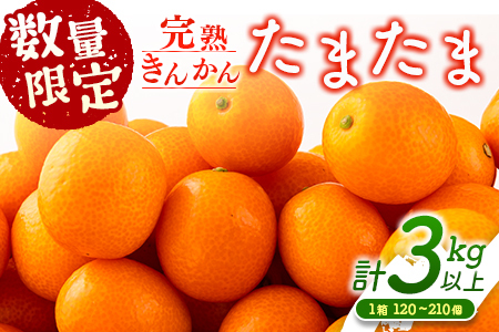 先行予約 数量限定 完熟きんかん たまたま 計3kg以上 (3kg×1箱) フルーツ 果物 くだもの 柑橘 金柑 国産 食品 期間限定 大粒 宮崎ブランド 希少 おすすめ デザート おやつ ギフト 贈り物 贈答 お返し お祝い おすそ分け 産地直送 日南市 送料無料_BC58-23