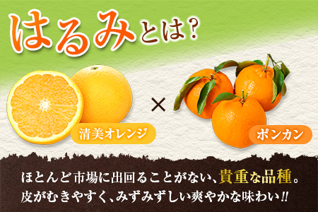 希少な品種!!果汁たっぷり!! 数量限定 はるみ 約2kg 化粧箱入り 期間限定 フルーツ 果物 くだもの 柑橘 みかん 国産 食品 デザート ジュース 産地直送 おやつ 希少 濃厚 ご褒美 おすすめ お土産 ギフト 贈り物 贈答 おすそ分け 宮崎県 日南市 送料無料_CA62-24