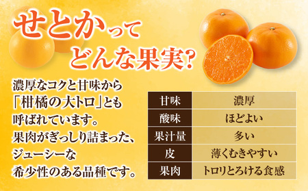 数量限定 柑橘の大トロ せとか 計6kg以上 先行予約 フルーツ 果物 くだもの 柑橘 みかん オレンジ 期間限定 2025 希少 フルーツサンド フルーツ大福 国産 食品 おすすめ デザート おやつ ギフト 贈り物 贈答 宮崎県 日南市 送料無料_FD7-24