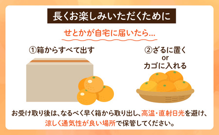 数量限定 柑橘の大トロ せとか 計6kg以上 先行予約 フルーツ 果物 くだもの 柑橘 みかん オレンジ 期間限定 2025 希少 フルーツサンド フルーツ大福 国産 食品 おすすめ デザート おやつ ギフト 贈り物 贈答 宮崎県 日南市 送料無料_FD7-24