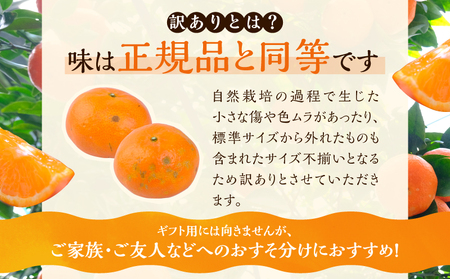 先行予約 訳あり アンコール 計3.8kg以上 傷み補償分付き 令和8年発送 フルーツ 果物 くだもの みかん_AAV3-25