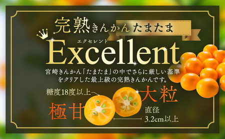 糖度18度以上!! 完熟きんかん たまたま エクセレント 計1kg 傷み補償分入り_CB115-25
