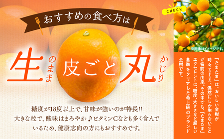 糖度18度以上!! 完熟きんかん たまたま エクセレント 計1kg 傷み補償分入り_CB115-25