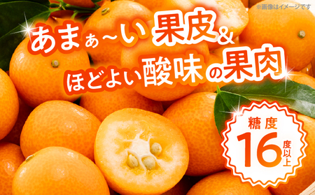 【1週間以内発送】ゴトウさんの 宮崎 完熟 きんかん 約550g(計35玉)_ZW2-25