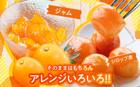 【1週間以内発送】ゴトウさんの 宮崎 完熟 きんかん 約550g(計35玉)_ZW2-25