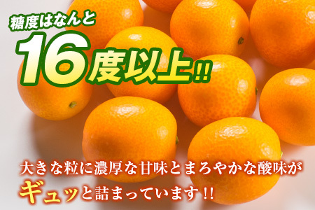 糖度16度以上 数量限定 完熟 きんかん たまたま 計1kg以上 傷み補償分付き フルーツ 果物 期間限定 ブランド 金柑 柑橘 国産 食品 人気 おすすめ A品 産地直送 ギフト 贈り物 贈答 プレゼント ご褒美 おすそ分け デザート 宮崎県 日南市 送料無料_B215-23