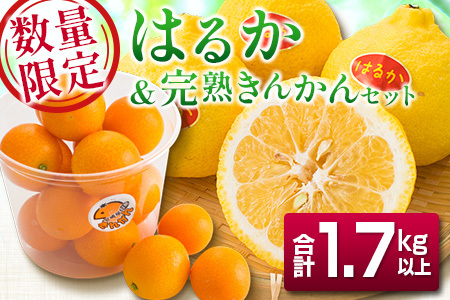 A37 期間 数量限定 爽やか柑橘 はるか 5 6玉 完熟きんかん 計750g 宮崎県日南市 ふるさと納税サイト ふるなび