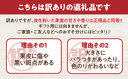 訳あり 数量限定 希少 完熟 マンゴー 鉢植え栽培 計1kg以上_CB95-24