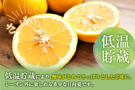 ≪数量限定≫宮浦産蔵出し日向夏(計2.5kg以上) フルーツ 果物 柑橘