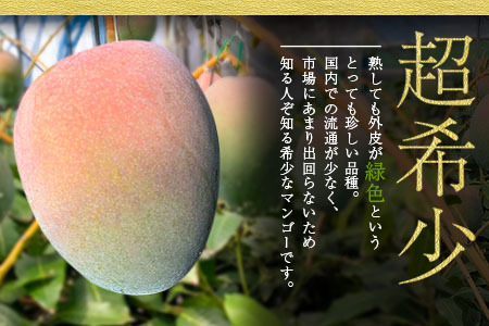 数量限定 超希少 グリーンキーツマンゴー 鉢植え栽培 5L以上×1玉 フルーツ 果物 国産 食品 デザート マンゴー 産地直送 送料無料_DB21-23