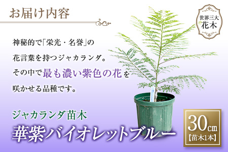 33 神秘的な美しさ ジャカランダ苗木 華紫バイオレットブルー 30cm 宮崎県日南市 ふるさと納税サイト ふるなび
