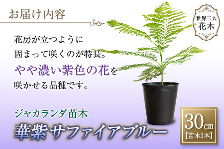 34 神秘的な美しさ ジャカランダ苗木 サファイアブルー 30cm 宮崎県日南市 ふるさと納税サイト ふるなび