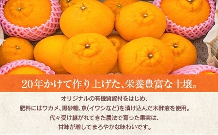 先行予約 訳あり 海藻木酢 不知火 計3.5kg以上 傷み補償分付き 期間限定 数量限定 フルーツ 果物 くだもの 柑橘 みかん 訳アリ 国産 食品 デザート おやつ おすそ分け おすすめ ご家庭用 ご自宅用 B品 傷 マーマレード 産地直送 宮崎県 日南市 送料無料_ZZV1-24