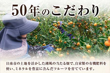 年内発送 食べ応え抜群 大玉 きんかん 計2kg以上 傷み補償分付き 数量限定 期間限定 フルーツ 果物 くだもの 柑橘 金柑 先行予約 国産 希少 人気 おすすめ ジャム おやつ デザート 小分け おすそ分け 贈り物 ギフト 贈答 ご褒美 産地直送 宮崎県 日南市 送料無料_B233-24