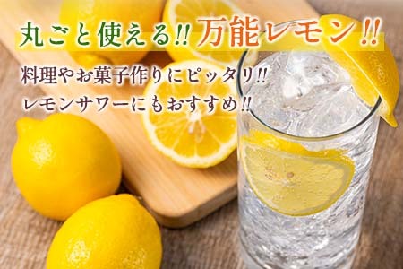 先行予約 マイヤーレモン 計3kg以上 希少 国産レモン 果物 くだもの フルーツ 檸檬 柑橘 期間限定 数量限定 おすすめ ジュース 飲み物 サラダ 調味料 焼肉 バーベキュー BBQ デザート おすそ分け 産地直送 食品 贈り物 お土産 宮崎県 日南市 送料無料_AV3-25