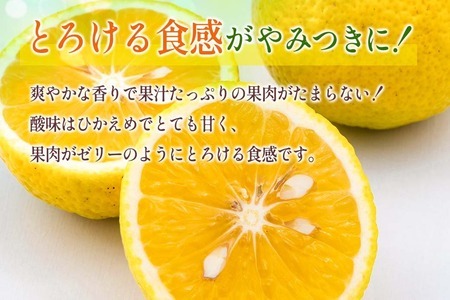 新感覚シトラス! 先行予約 数量限定 黄金柑 おうごんかん 計3kg以上 期間限定 希少 フルーツ 果物 くだもの ミカン 柑橘 オレンジ 国産 食品  デザート おやつ おすすめ 産地直送 お取り寄せ 新鮮 ギフト 贈り物 特産品 宮崎県 日南市 送料無料_B227-23 | 宮崎県日南市 ...