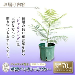 ≪世界三大花木≫ ジャカランダ 苗木 華紫バイオレットブルー 30cm～70cm_CA71-25
