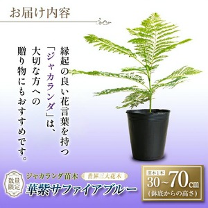 ≪世界三大花木≫ ジャカランダ 苗木 華紫サファイアブルー 30cm～70cm_CA72-25
