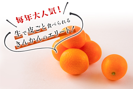 先行予約 数量限定 完熟きんかん たまたま 計1kg以上 (1kg×1箱) フルーツ 果物 くだもの 柑橘 金柑 国産 食品 期間限定 大粒 宮崎ブランド 希少 おすすめ デザート おやつ ギフト 贈り物 贈答 お返し お祝い おすそ分け 産地直送 日南市 送料無料_A91-24