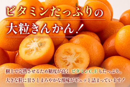 先行予約 数量限定 完熟きんかん たまたま 計1kg以上 (1kg×1箱) フルーツ 果物 くだもの 柑橘 金柑 国産 食品 期間限定 大粒 宮崎ブランド 希少 おすすめ デザート おやつ ギフト 贈り物 贈答 お返し お祝い おすそ分け 産地直送 日南市 送料無料_A91-24