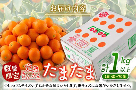 先行予約 数量限定 完熟きんかん たまたま 計1kg以上 (1kg×1箱) フルーツ 果物 くだもの 柑橘 金柑 国産 食品 期間限定 大粒 宮崎ブランド 希少 おすすめ デザート おやつ ギフト 贈り物 贈答 お返し お祝い おすそ分け 産地直送 日南市 送料無料_A91-24