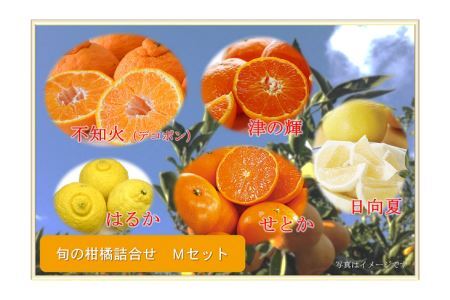 BD10-191 南国からの贈り物「旬の柑橘詰合せ」(Mセット)