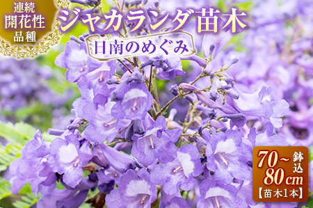 D6 191 花 連続開花性品種 ジャカランダの苗木1本 日南のめぐみ 鉢込70 80cm 宮崎県日南市 ふるさと納税サイト ふるなび