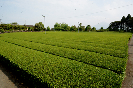 小林銘茶ギフトセット（東緑茶園） お茶 お茶