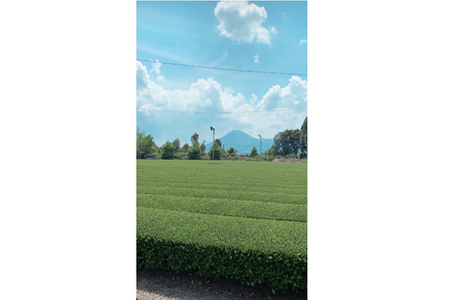 小林銘茶ギフトセット（東緑茶園） お茶 お茶