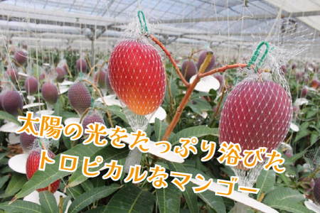 めろめろメロンと宮崎マンゴーアイスセット（アイス シャーベット マンゴー メロン スイーツ） アイス 冷凍 アイススイーツ アイスデザート アイス ミルクアイス アイスセット